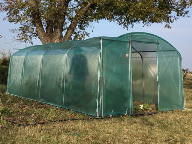 Discover the Magic of Growing in a Poly Tunnel